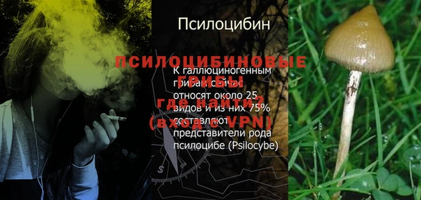 ГАЛЛЮЦИНОГЕННЫЕ ГРИБЫ Белокуриха